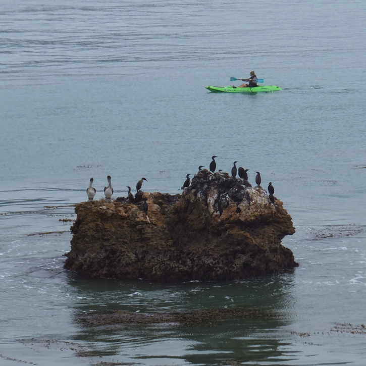 A kayaker paddles by a small island with cormorants and pelicans