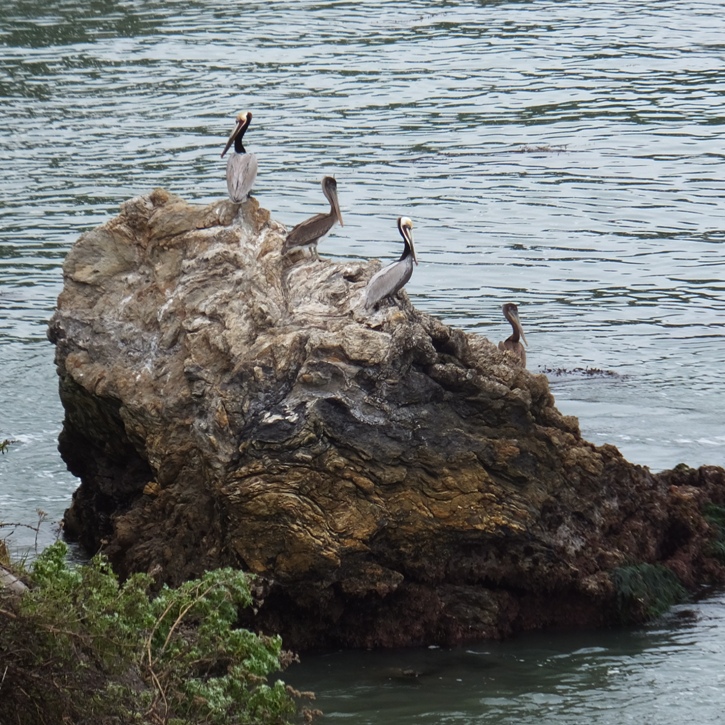 Brown pelicans on rock