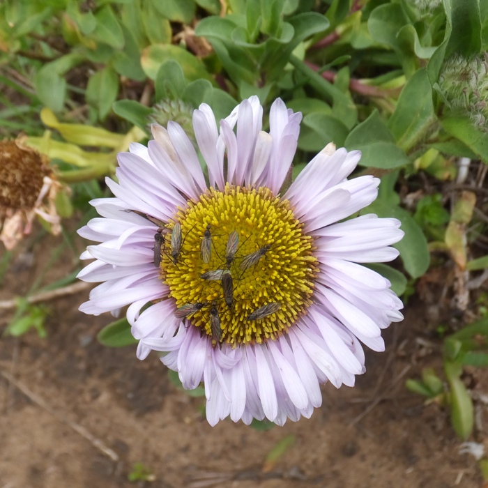 Bug on flower