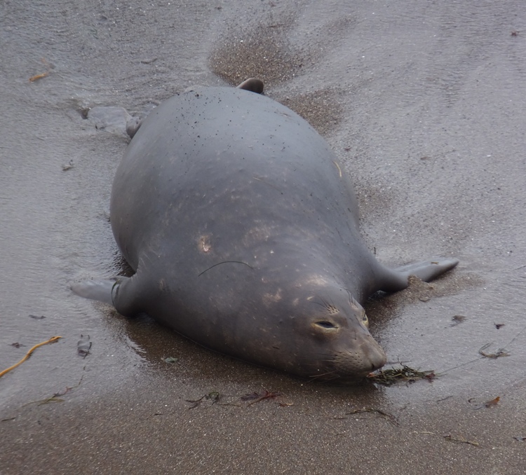 Seal on beach