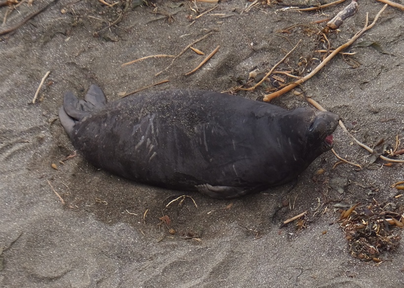 A baby seal crying out to its mother