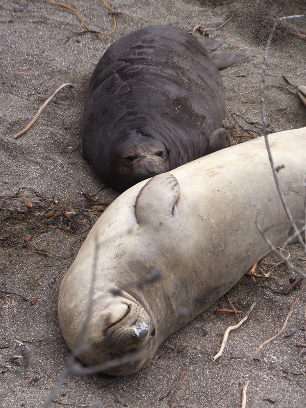 Baby suckling mother seal