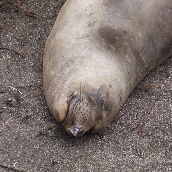 Close-up of seal face with whiskers