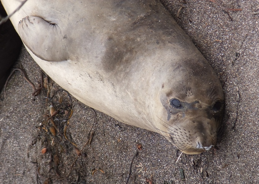 No white to be seen on these seal eyes