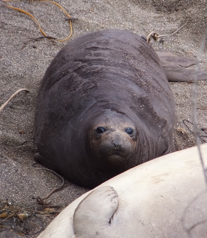 Dark, fat baby