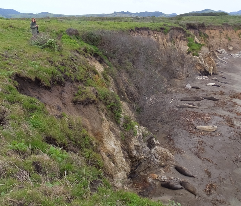 Norma at top of cliff with elephant seals below