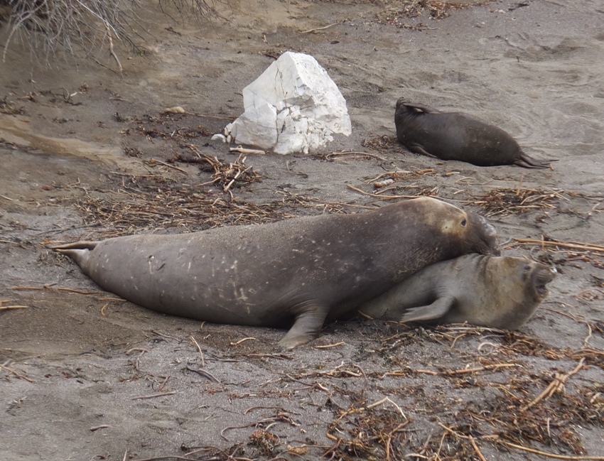 Seals mating