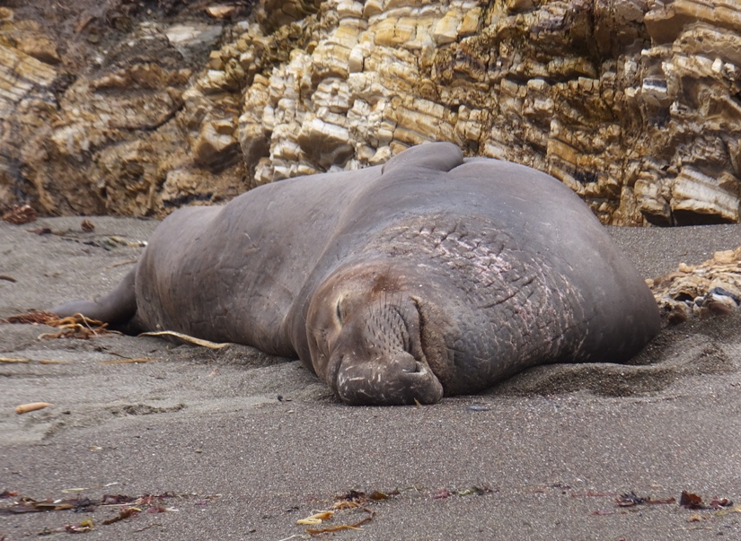 Sleeping elephant seal