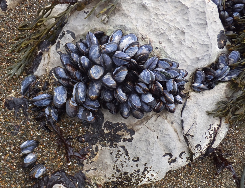 Lots of California mussels on a rock