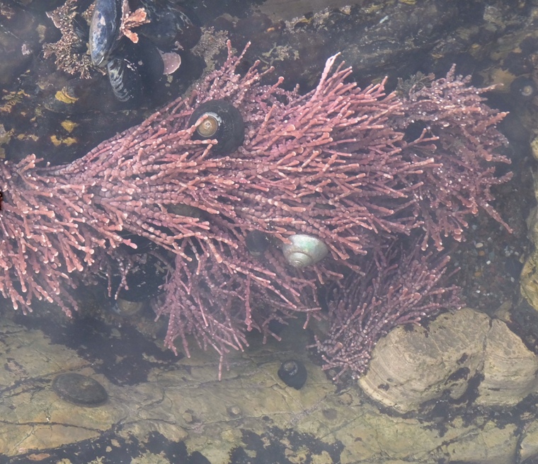 Ocean vegetation and snails