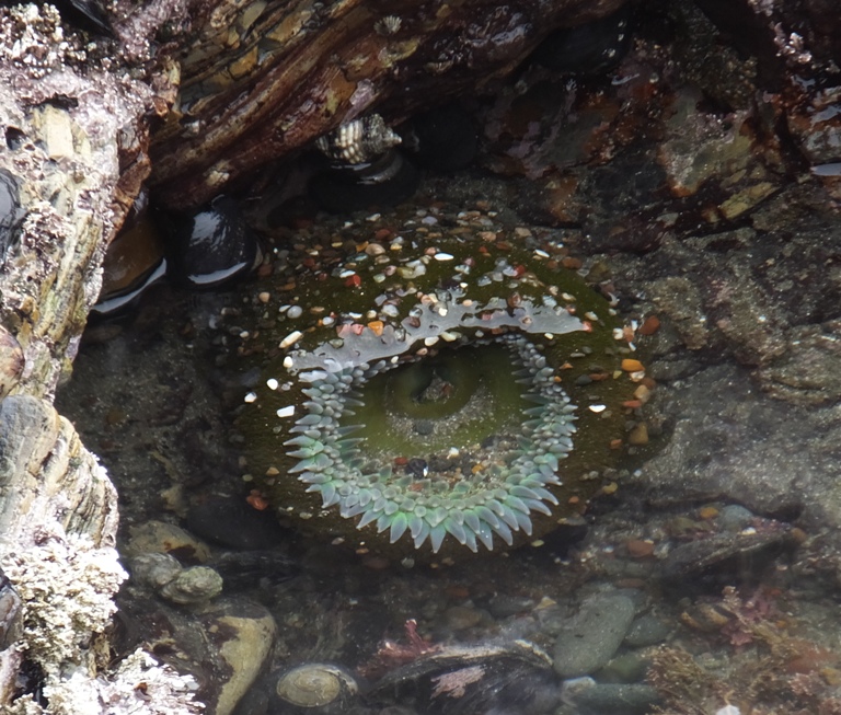 Sea anemone