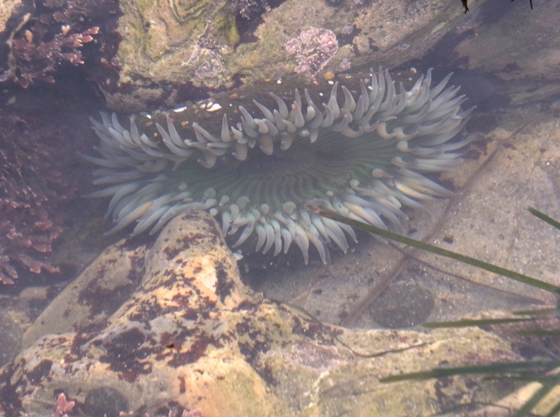 Giant green sea anemone