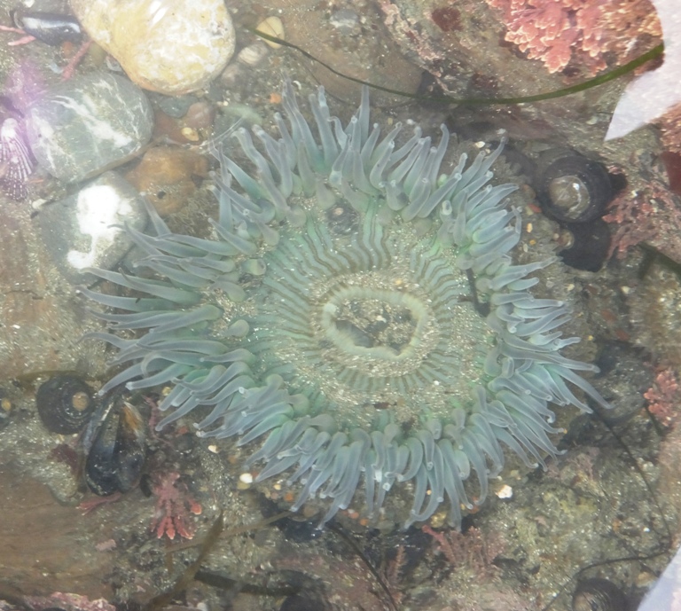 Another giant green sea anemone