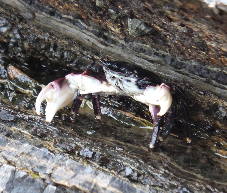 Black and white crab