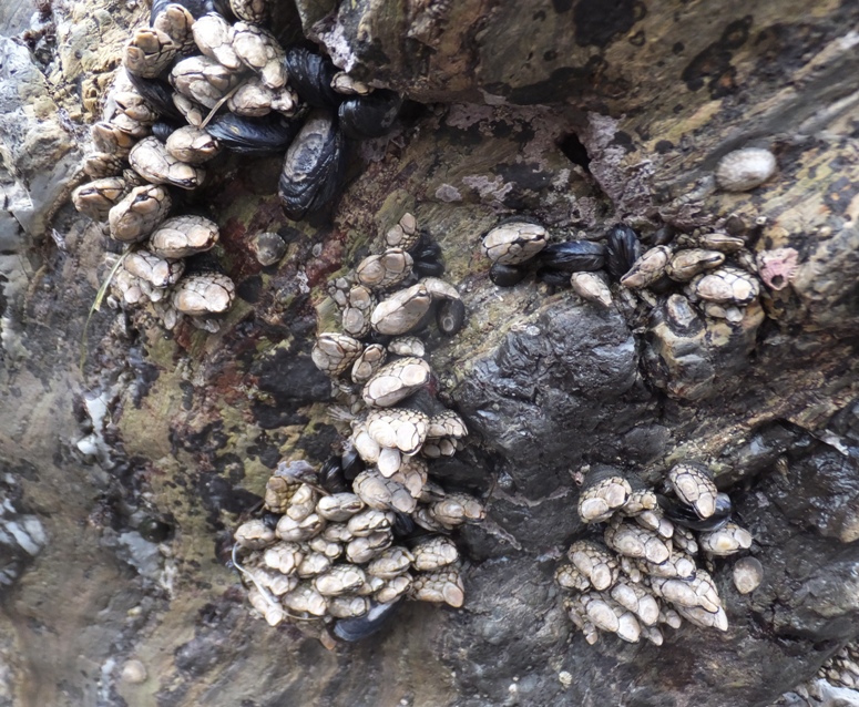 Gooseneck barnacles on rock