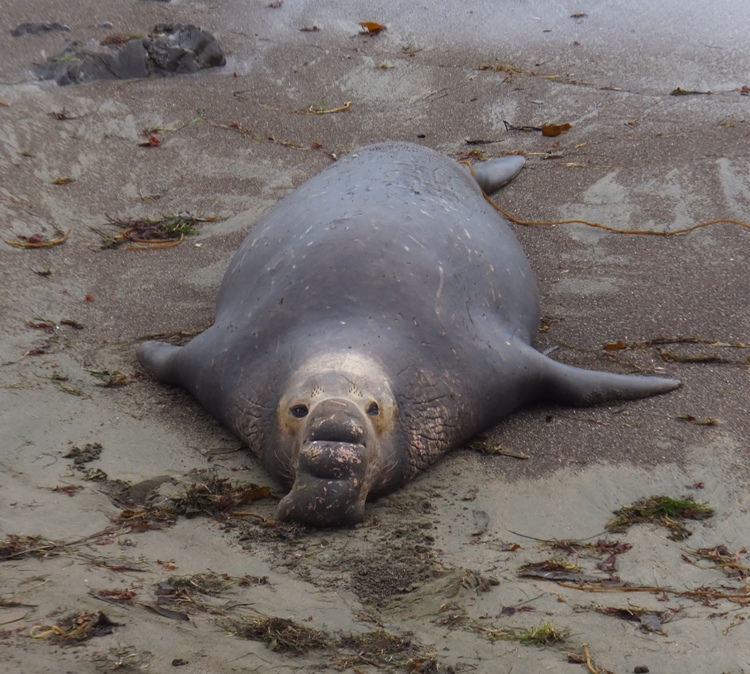 Large nose of male elephant seal