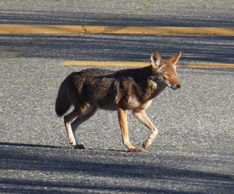 Coyote walking