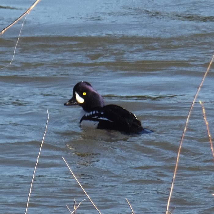 Barrow's Goldeneye on the water