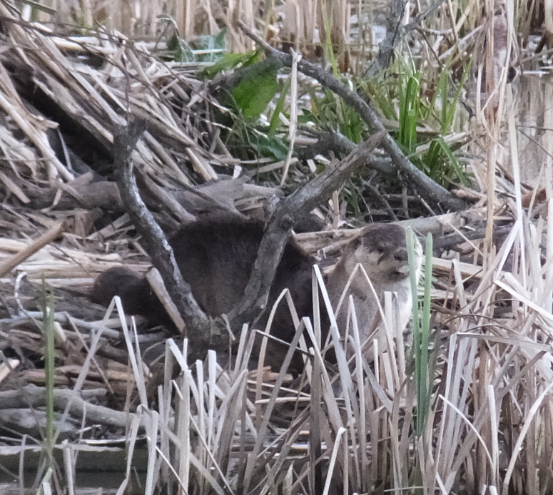 River otter in reeds