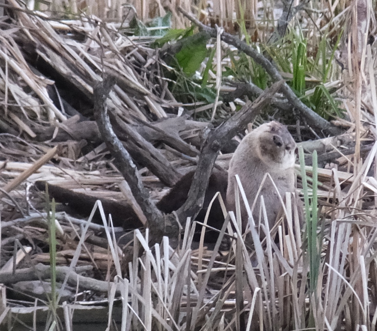 River otter turning its head