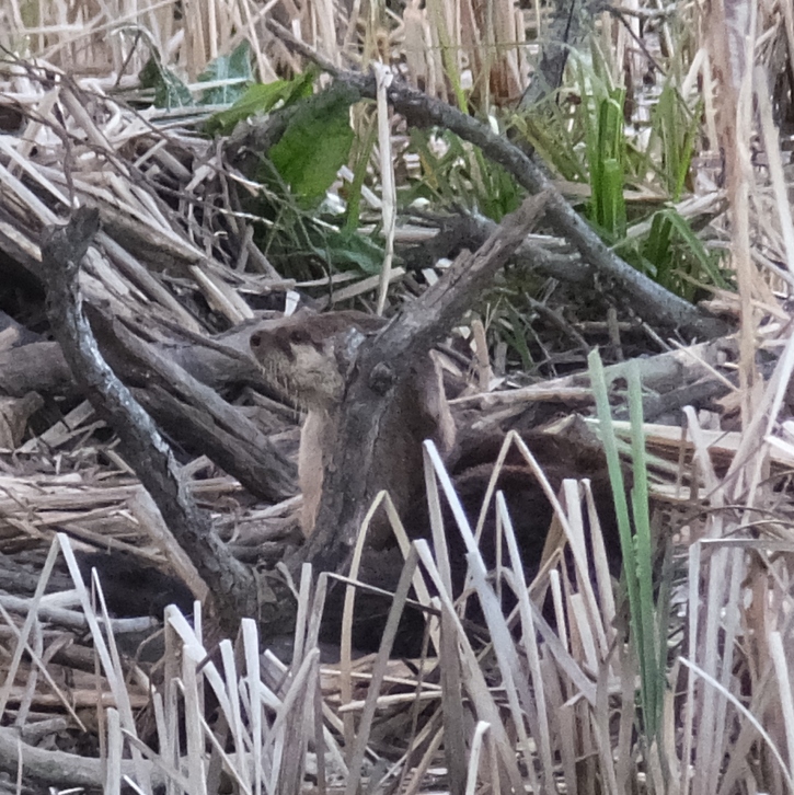 Side view of otter