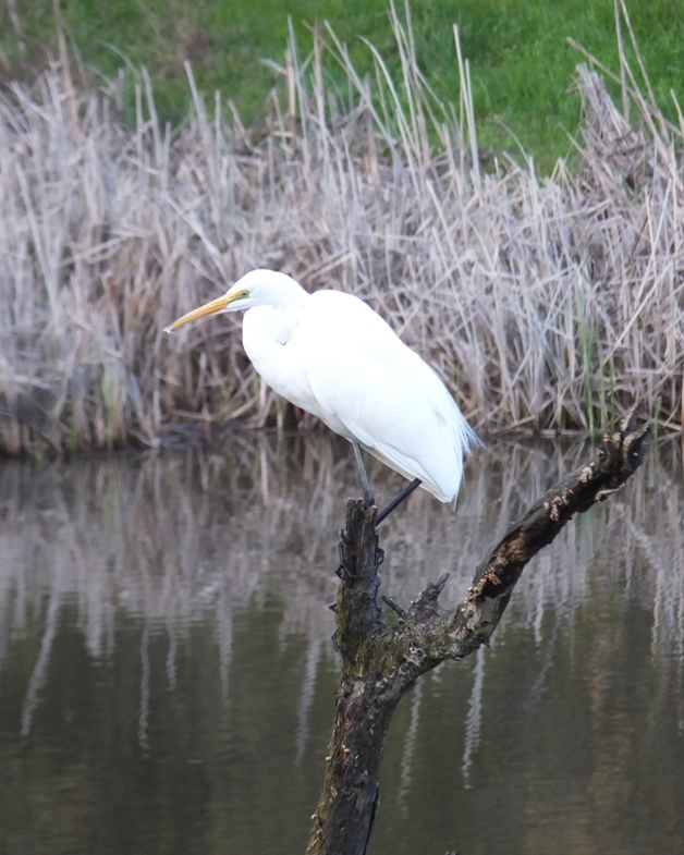 Egret perched on small tree