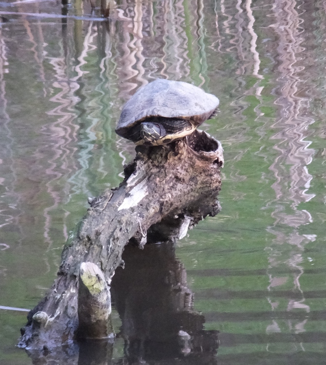 Turtle on log