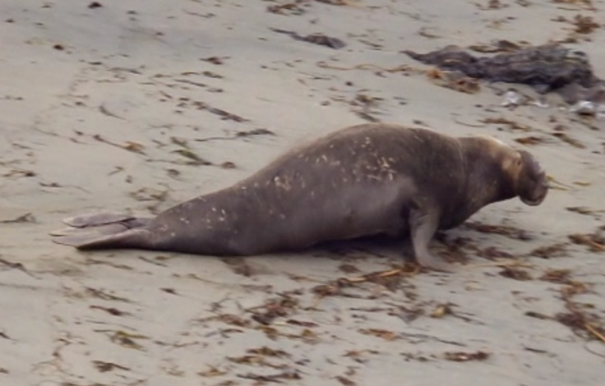 Male elephant seal running