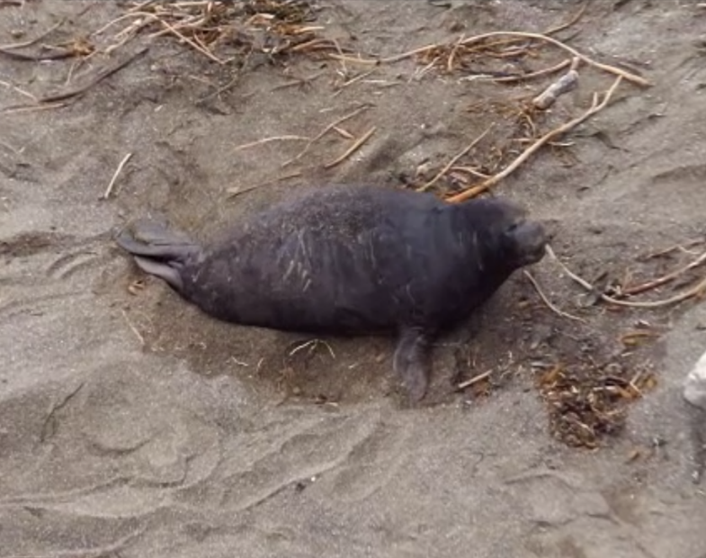 Baby seal making a lot of noise