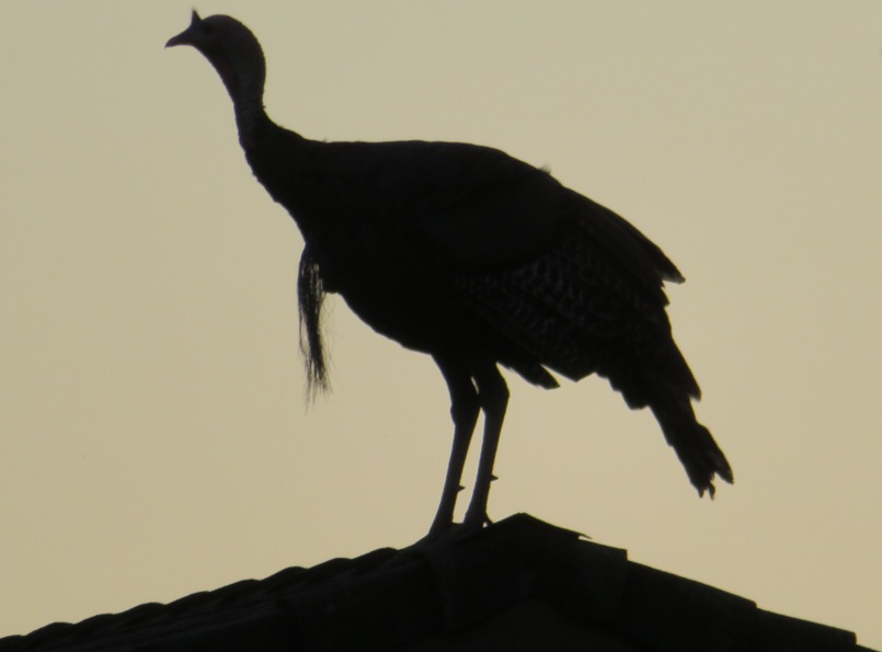 Wild turkey on rooftop