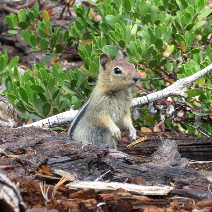 Golden-mantled ground squirrel