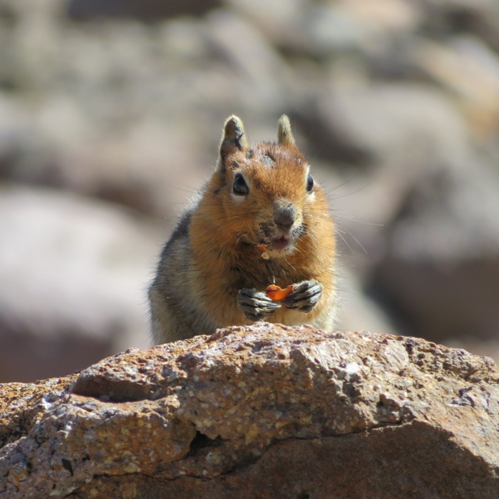 Squirrel eating fruit