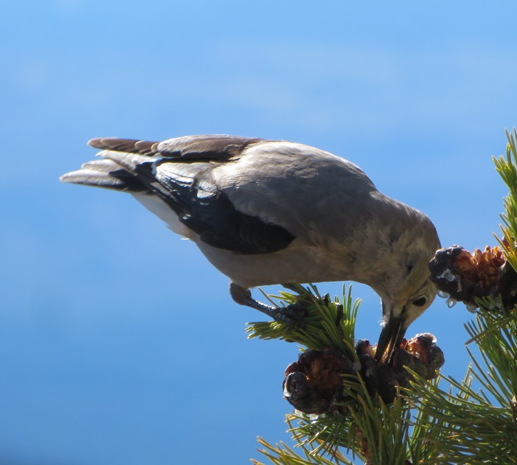 Clark's nutcracker reaching for a seed