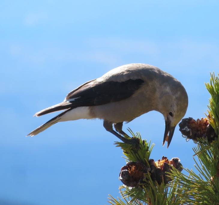 Pulling out seed