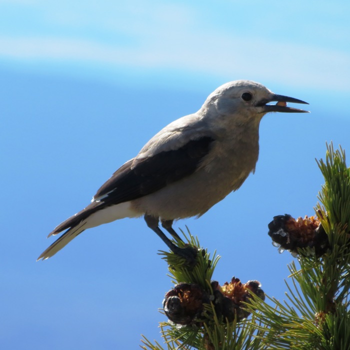 Seed in mouth