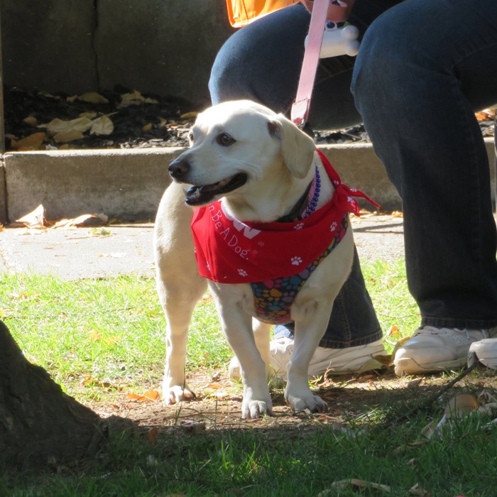 Dog resembling Daphne