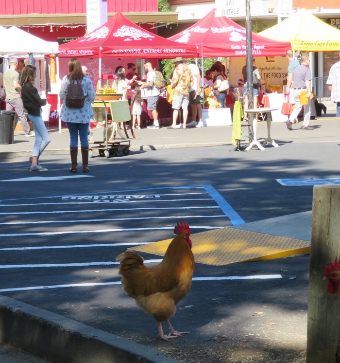 Chicken standing in a shady area