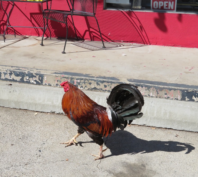 Chicken walking goose step