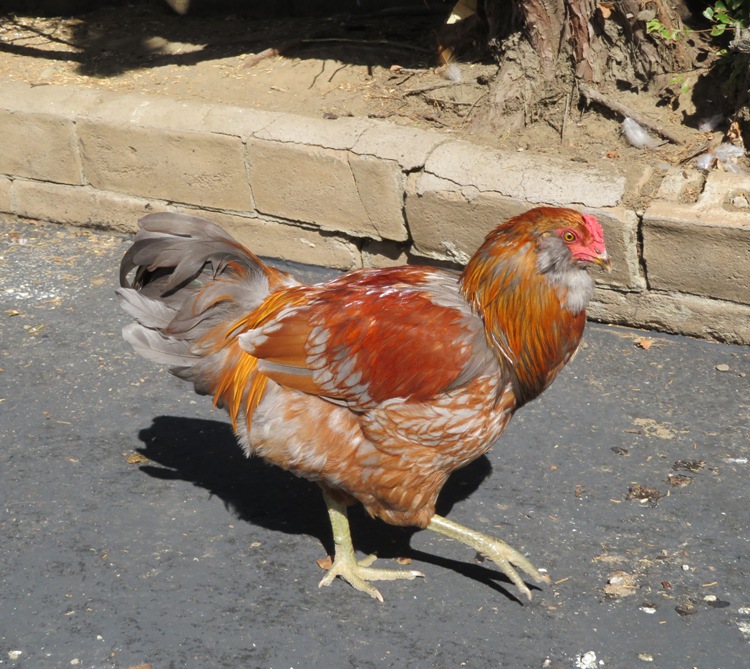 Chicken walking