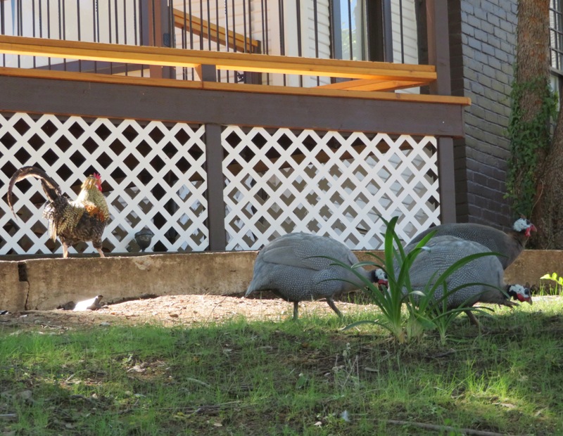 Guinea hens