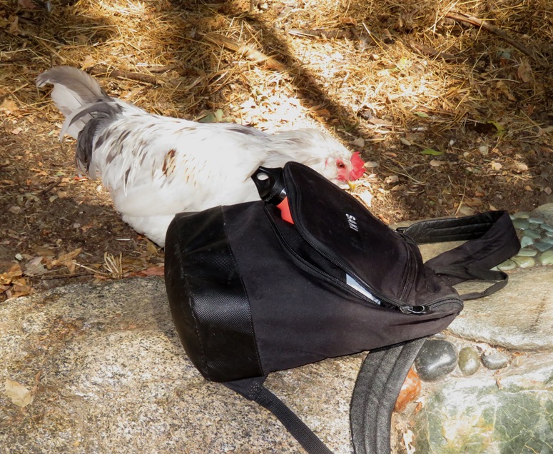 Chicken investigating my backpack