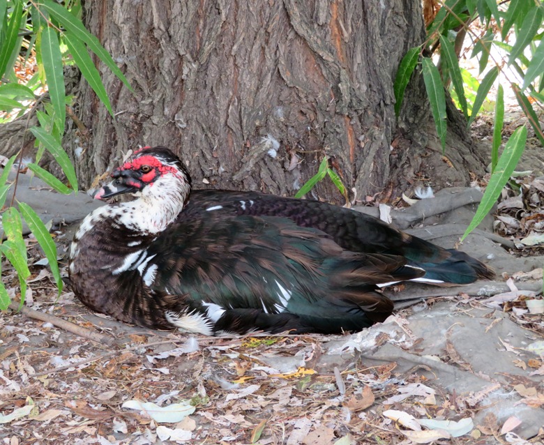 Muscovy duck sitting