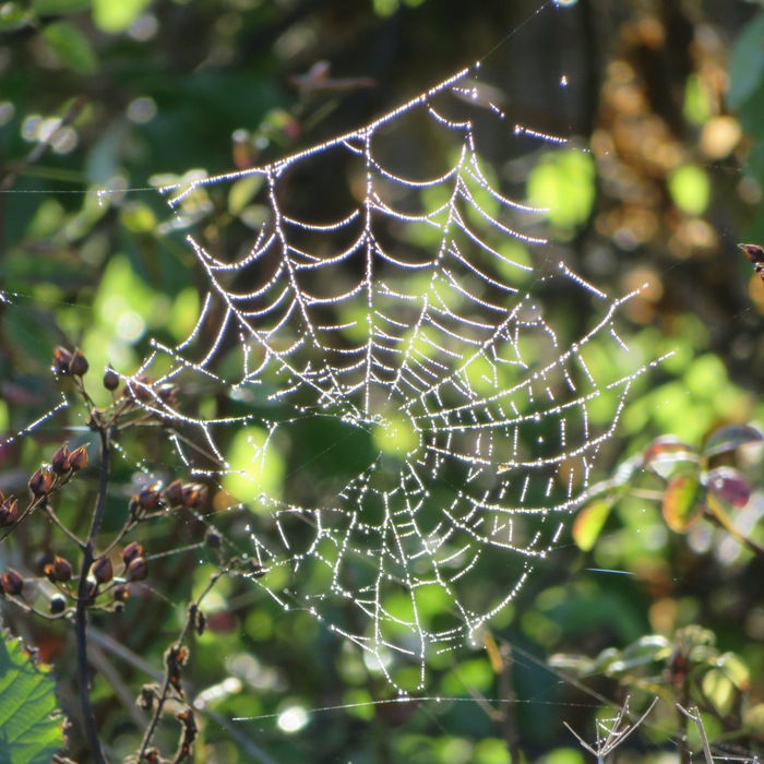 Dew-covered spider web