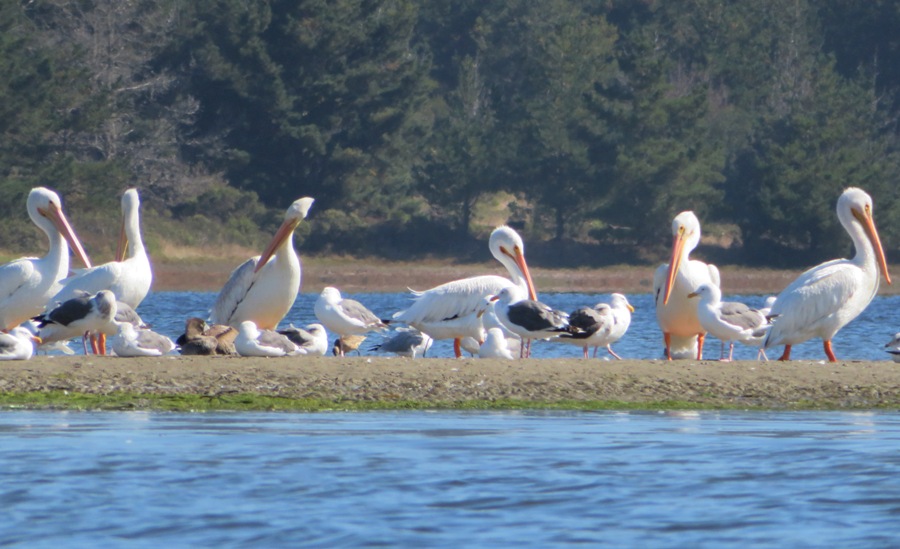 White pelicans