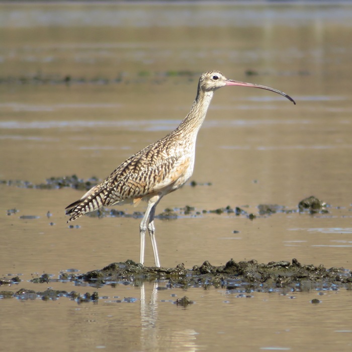 Long-billed Curlew