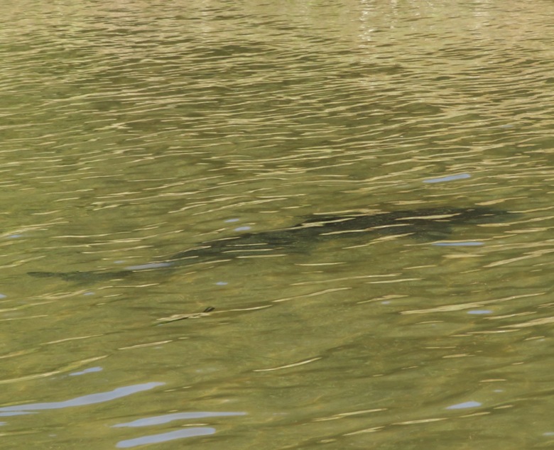 Leopard shark