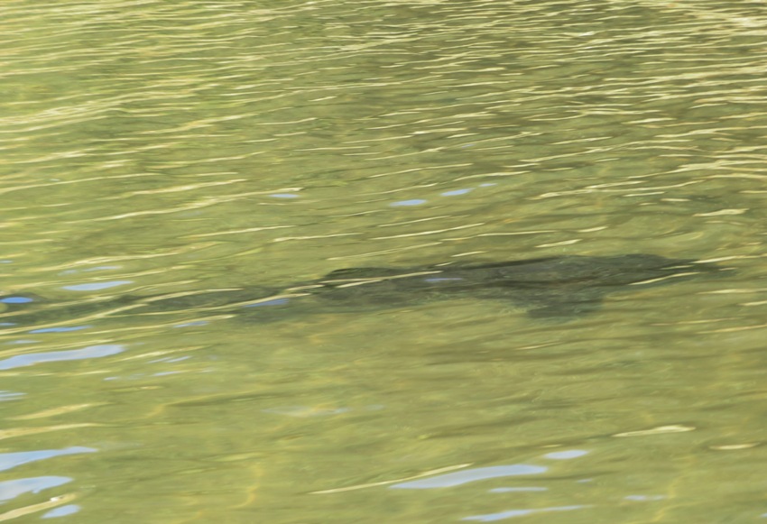 Leopard shark