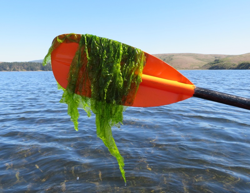 Aquatic vegetation at end of paddle