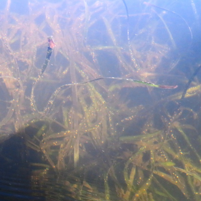 Aquatic vegetation