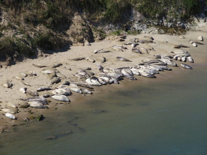 Seals on beach